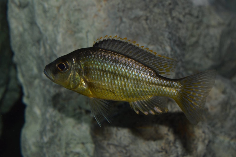 'Hemitaeniochromis' sp. 'spilopterus yellow'